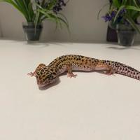 Geco leopardino