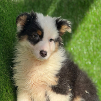 Pastore australiano con pedigree ENCI