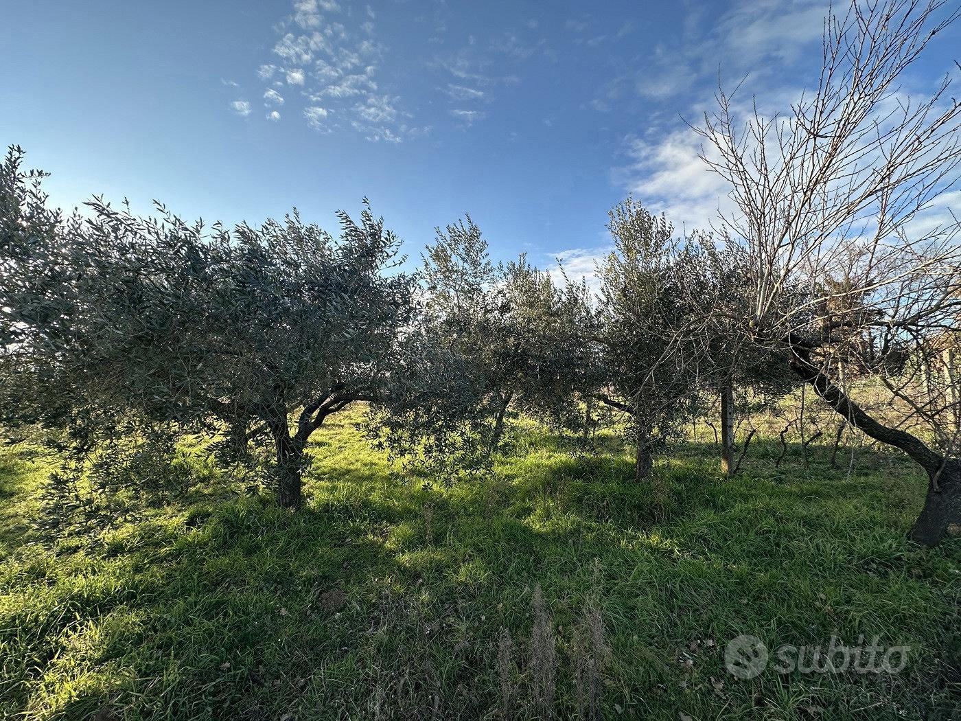 Terreno Agricolo Nepi [Cod. rif 3327488VCG] - Altro