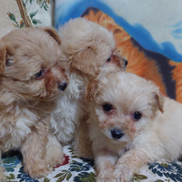Barboncino pomerania ( pomapoo)