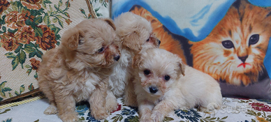 Barboncino pomerania ( pomapoo)