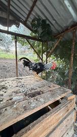 Gallo livornese argento