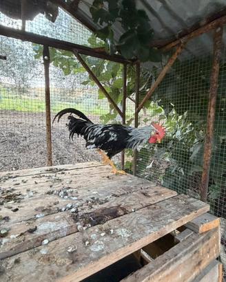 Gallo livornese argento
