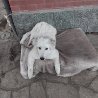 Cucciolo di maremmano