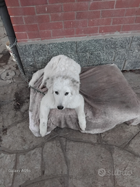 Cucciolo di maremmano