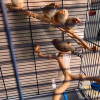 Diamanti mandarini giovani - nati 2025