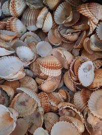 Conchiglie per decorazioni fai da te 