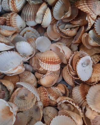 Conchiglie per decorazioni fai da te 