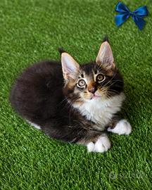 Maine Coon con pedigree