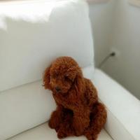 Disponibile per monta Barbone Nano