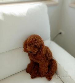 Disponibile per monta Barbone Nano