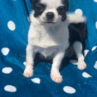 Cuccioli chihuahua, maschio, Pelo Corto