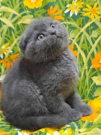 Cuccioli Scottish fold e straight