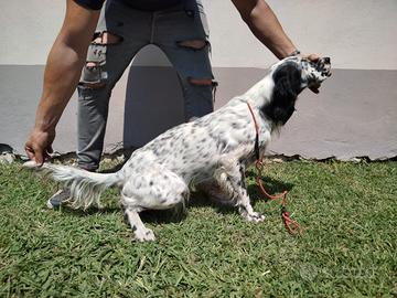 Setter Inglese 