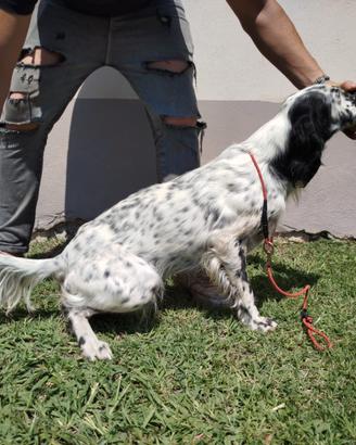 Setter Inglese 