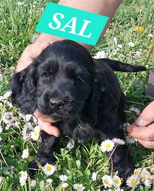 Cucciolo di Cocker Spaniel Nero