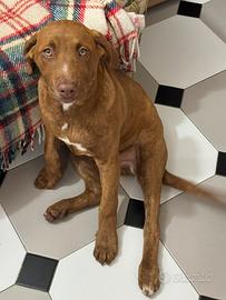 Due cuccioli ( maschio chiaro / femmina tigrat )