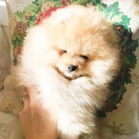 Cucciolo maschio Spitz di Pomerania nano