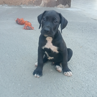 Incrocio mamma boxer e papà bracco tedesco