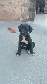 Incrocio mamma boxer e papà bracco tedesco