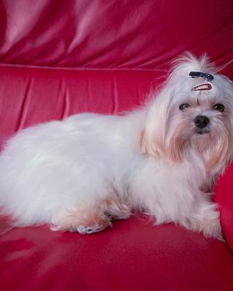 Maltese Coreano per Monta