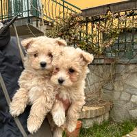 Maltipoo toy cucciole