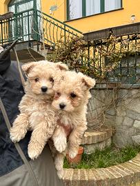 Maltipoo toy cucciole