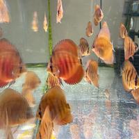 Discus red cover