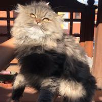 Gatti persiani "Chinchilla"