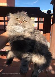 Gatti persiani "Chinchilla"
