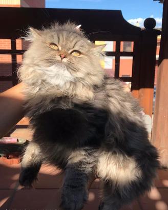 Gatti persiani "Chinchilla"