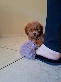 Disponibili cuccioli di barboncino Toy
