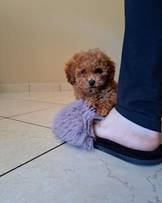 Disponibili cuccioli di barboncino Toy