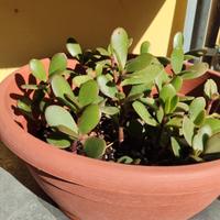 Crassula Ovata, Albero di Giada