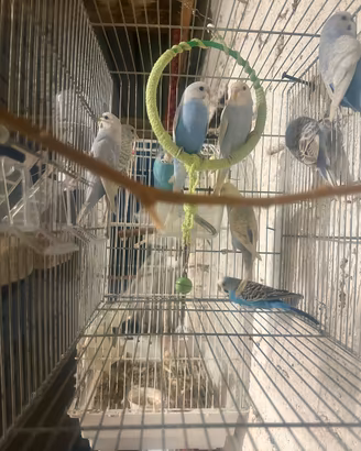 Cocorita