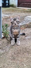 Gattini