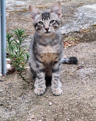 Gattini