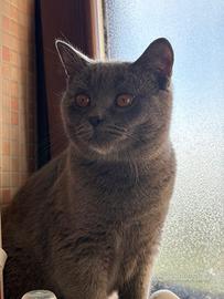 British Shorthair da monta