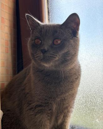 British Shorthair da monta