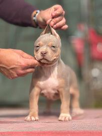 American pitbull terrier