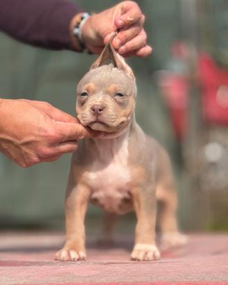 American pitbull terrier