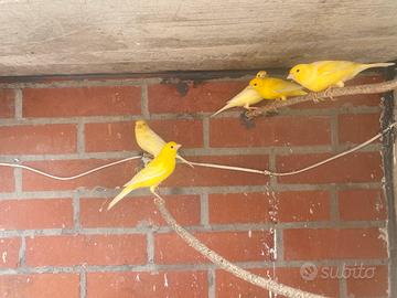 Canarini 2025 maschi gialli intensi 20 ciasc