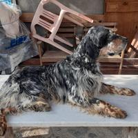 Setter inglese maschio 5 anni
