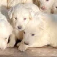 Cuccioli Pastore Maremmano