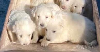 Cuccioli Pastore Maremmano