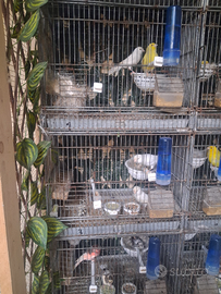 Ucelli