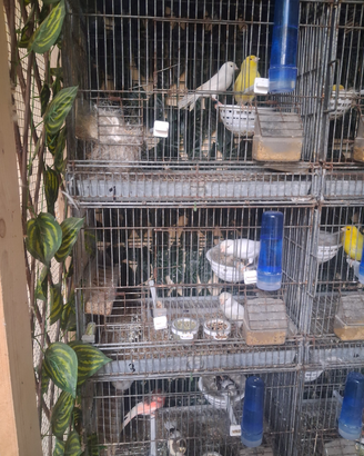 Ucelli