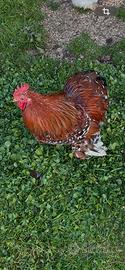 Gallo Cocincina nana millefiori