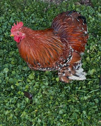 Gallo Cocincina nana millefiori