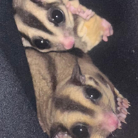 Petauro della zucchero